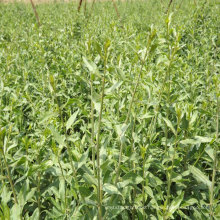 High Production Goji Berry Seedlings Young Wolfberry Plants